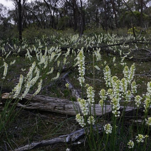 Stackhousia monogyna